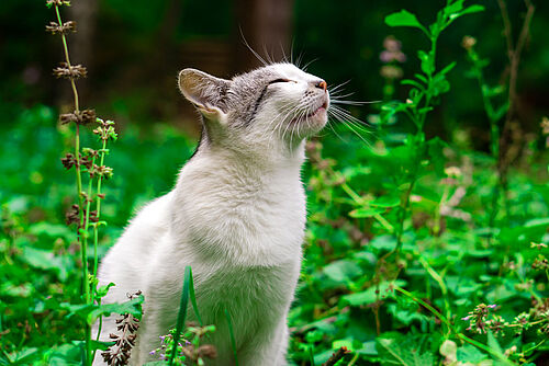 Eine Katze von heller Farbe sitzt im Gras (istockphoto.com / © Tatiana Stepanishcheva)
