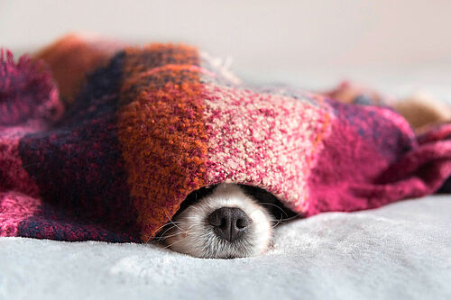Cavalier spaniel hiding under purple blanket by Anna Fotyma from Noun Project