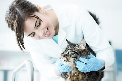 Wenn Ihr Haustier zum Arzt muss