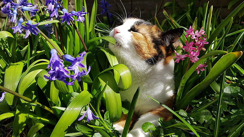 Uns blüht etwas: Giftpflanzen im Frühjahr (© pixabay.com / Aline Dassel)