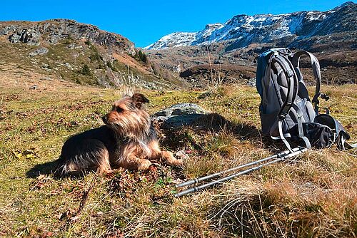 Hund als Begleiter beim Trekking (pixabay.com / © lanur)