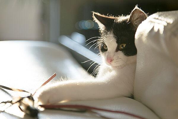 Geeignete Spiel-Ideen für Katzen ( © pixabay.com / milivanily)