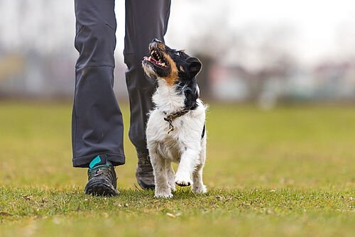 Hund und Obedience (istockphoto.com / © K_Thalhofer)