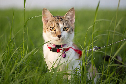 Halsbänder: Bitte nicht bei Katzen (© pixabay.com / g3gg0)