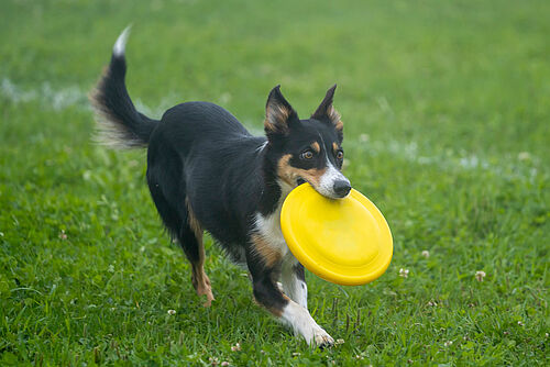 Hund mit Frisbee (istockphoto.com / © Marco Bonfanti)