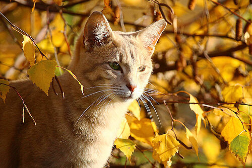 Goldener Herbst – giftiger Herbst? (© pixabay.com / rihai)