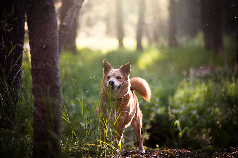 Hund in der Natur (pixaby.com / © pexels)