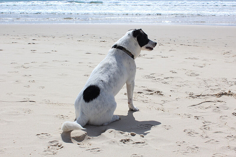 Urlaub mit dem Hund (© pixabay.com / AnnerleyHub)