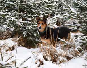 Haustiere im Winter: Tipps für die kalte Jahreszeit