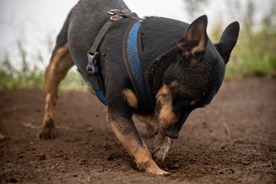 Warum scharrt und buddelt mein Hund? (istockphoto.com / © CanvasImages)