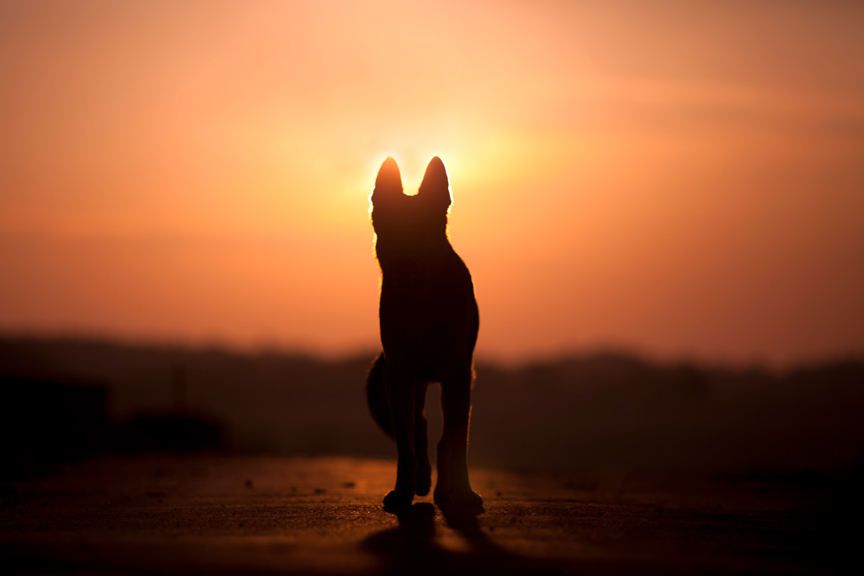 Hundesilhouette bei Sonnenuntergang