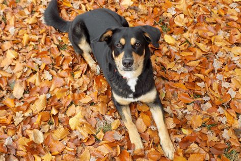 Hund liegt auf Herbstblättern