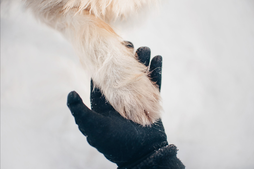 Hundespoten im Schnee (© istockphoto.com / Ksenia Raykova)