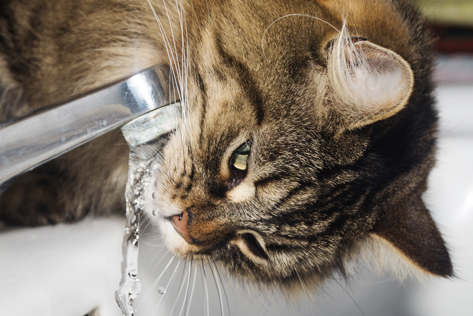Bei einer Chronischen Niereninsuffizienz haben Katzen deutlich mehr Durst.