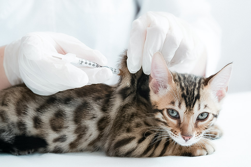 Impfungen für Hund und Katze