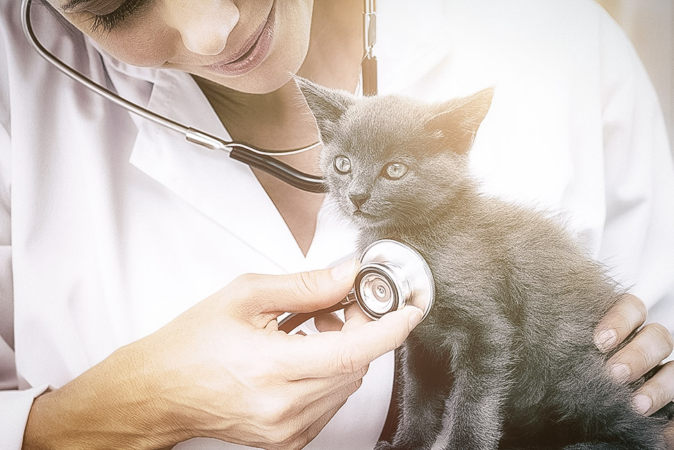 Tierarztbesuch: Was kommt auf uns zu