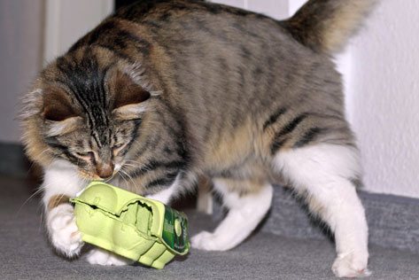 Ein Eierkarton kann als Spielzeug und Futterversteck für Katzen dienen.