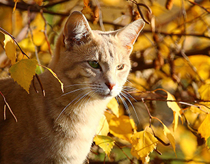 Katze mit braunen Blättern