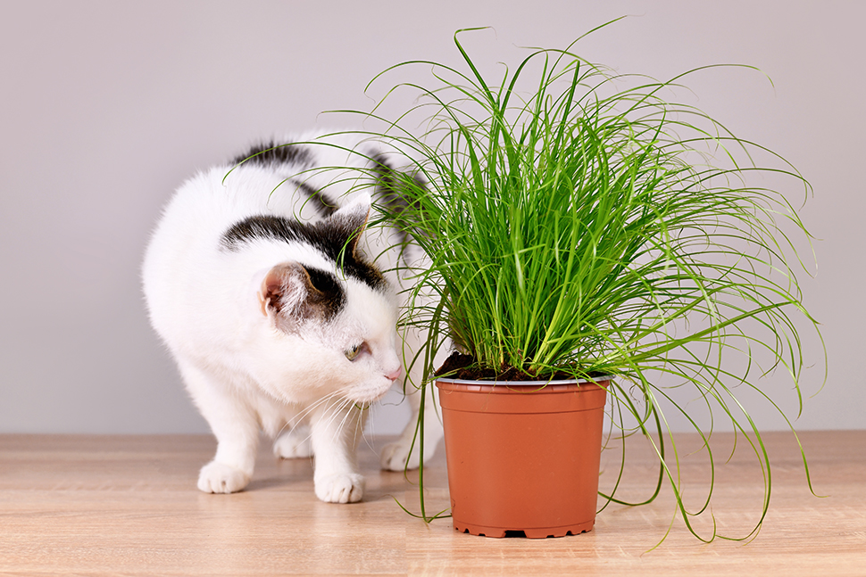 Welche Zimmerpflanzen sind giftig für Katzen? (istockphoto.com / © Firn)