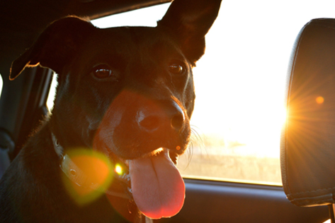 Hund bei warmen Temperaturen im Auto