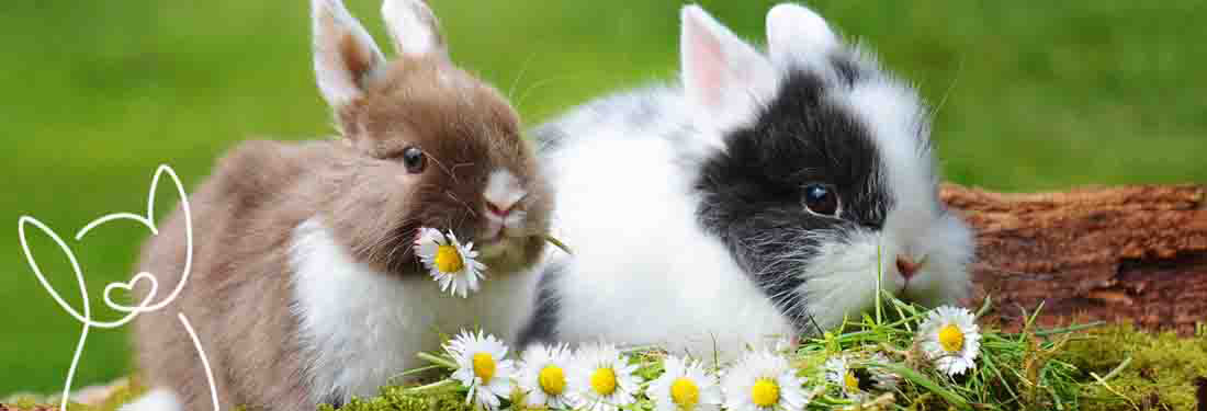 Auch Kaninchen sollten registriert werden